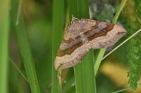 Scotopteryx chenopodiata