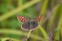 Lycaena tityrus