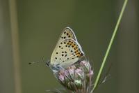 Lycaena tityrus