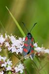 Zygaena filipendulae