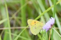 Colias crocea