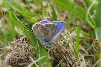 Polyommatus icarus