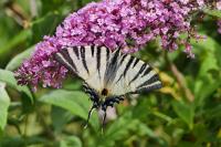 Iphiclides podalirius