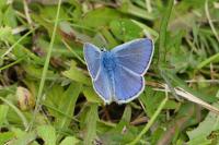 Polyommatus icarus