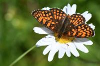 Melitaea athalia