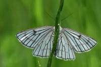 Siona lineata