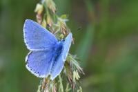 Polyommatus icarus