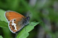 Coenonympha arcania