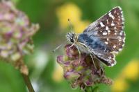Spialia sertorius