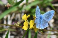 Lysandra bellargus