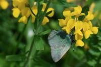 Callophrys rubi