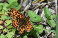 Boloria dia