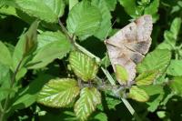 Minucia lunaris