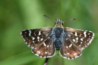 Spialia sertorius