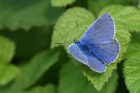Polyommatus icarus