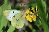 Colias alfacariensis