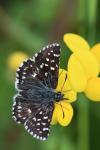 Pyrgus malvae
