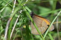 Maniola jurtina