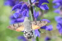 Macroglossum stellatarum