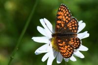 Melitaea athalia