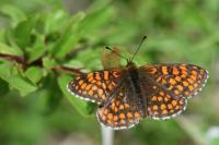 Melitaea athalia