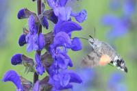 Macroglossum stellatarum