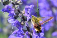 Hemaris fuciformis