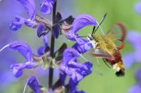 Hemaris fuciformis