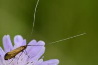 Nemophora metallica