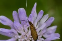 Nemophora metallica