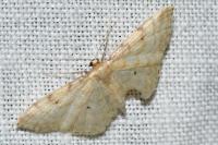 Idaea fuscovenosa
