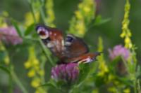 Aglais io