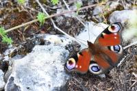 Aglais io