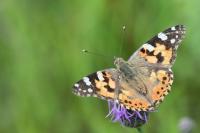 Vanessa cardui