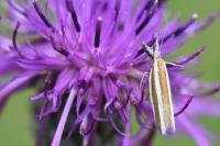 Pleurota aristella