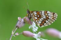 Melitaea athalia