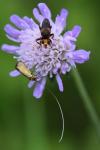 Nemophora metallica