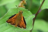 Ochlodes sylvanus