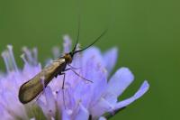 Nemophora metallica