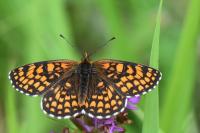 Melitaea athalia