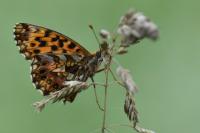 Boloria dia