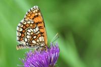Melitaea athalia
