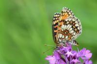 Melitaea athalia