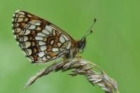 Melitaea athalia