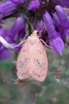 Miltochrista miniata