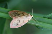 Miltochrista miniata