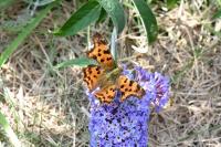 Polygonia c-album