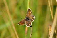 Aricia agestis
