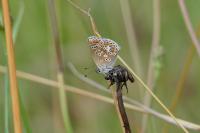 Aricia agestis