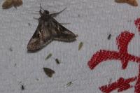 Autographa gamma